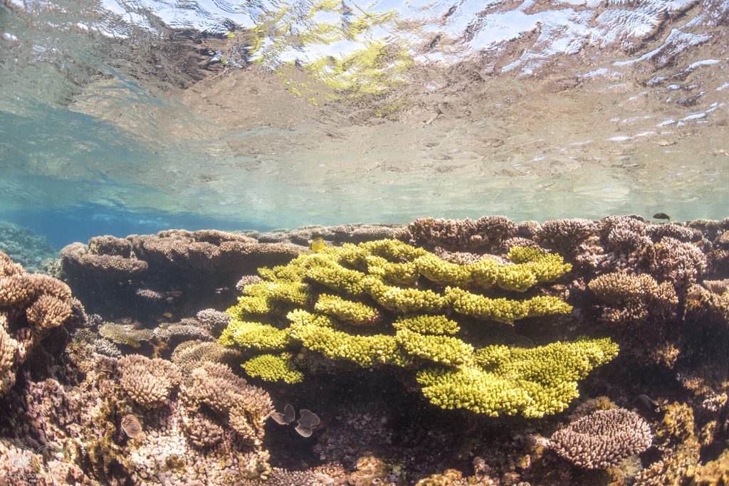 So many reasons to visit Ningaloo Coral Bay