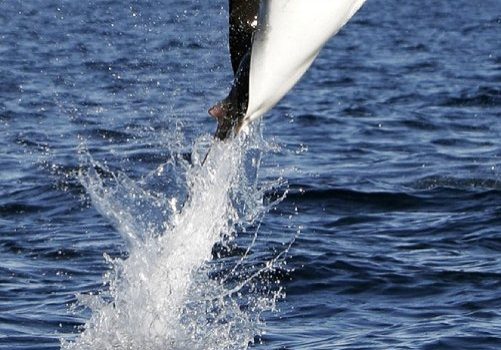 Leaping into the New Year
